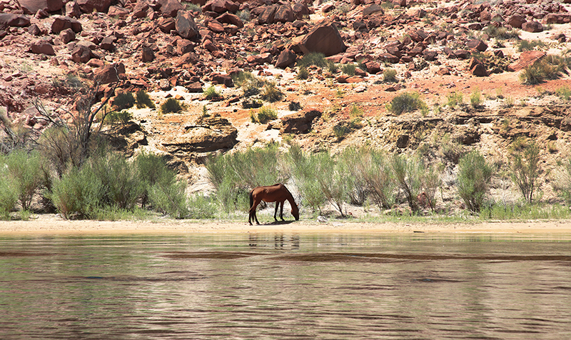 Colorado Rafting : Arizona : Arizona Landscapes : Landscape Photos : Richard Moore : Photographer